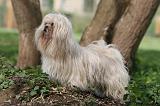 LHASSA APSO 218